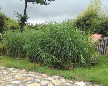 Jardin d'Assainissement