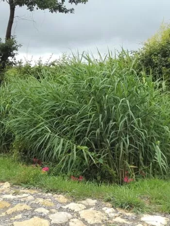Jardin d'Assainissement