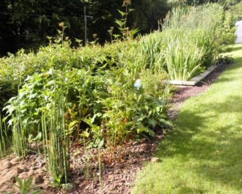 Jardin d'Assainissement