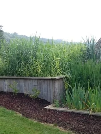 Jardin d'Assainissement
