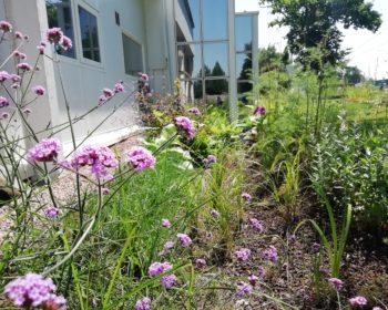 Jardin de pluie fleuri