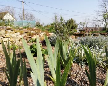 Jardin de pluie