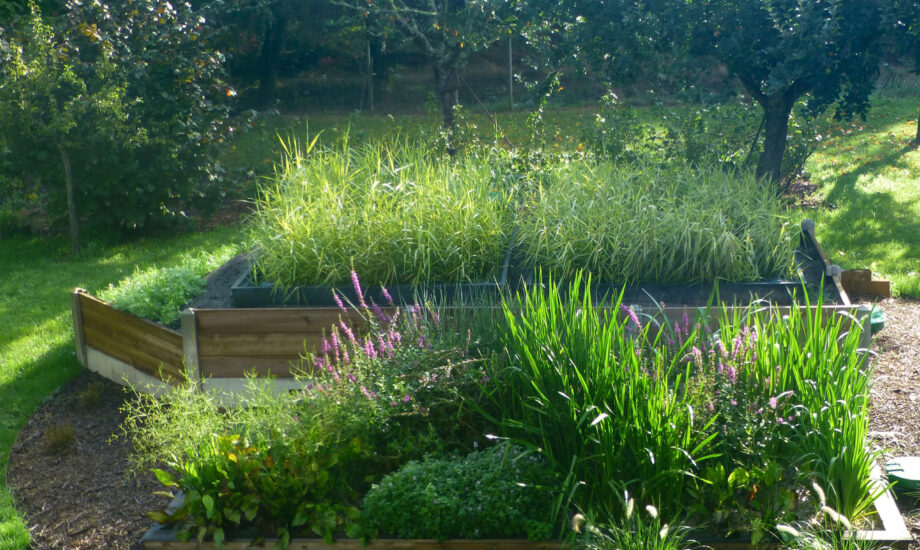 Jardin d'Assainissement Aquatiris - Gamme Iris