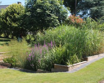 Jardin d'Assainissement Aquatiris - Gamme Iris 28