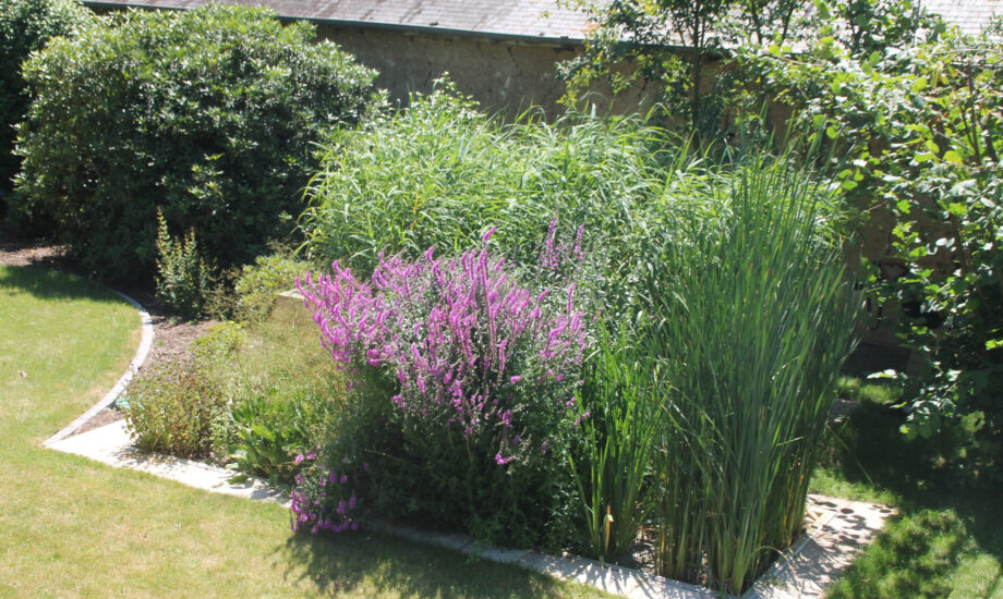 Jardin d'Assainissement Aquatiris - Gamme Iris