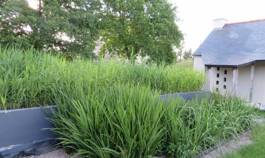 Jardin d'Assainissement Aquatiris - Gamme Iris