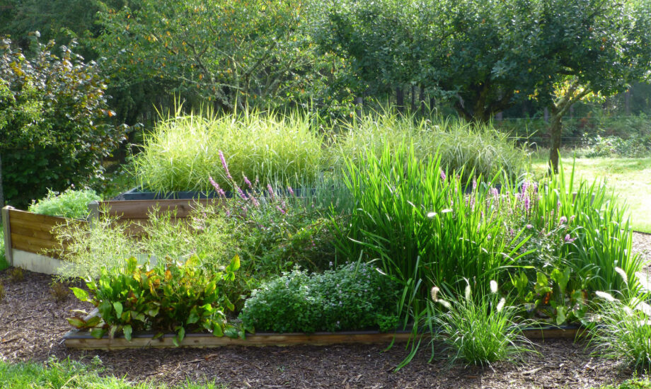 Jardin d'Assainissement Aquatiris - Gamme Iris