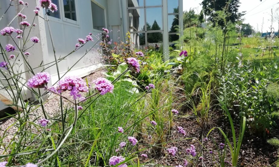 Jardin de Pluie Aquatiris
