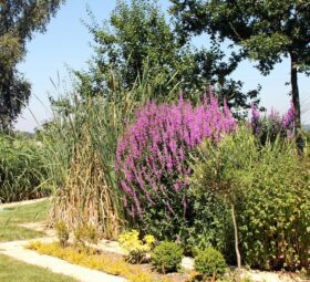 Jardin d'Assainissement Aquatiris - Gamme Iris