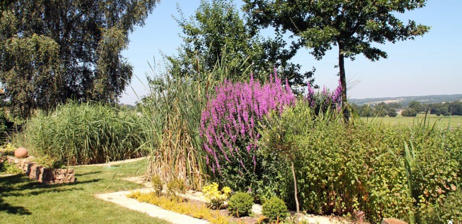 Jardin d'Assainissement Aquatiris - Gamme Iris