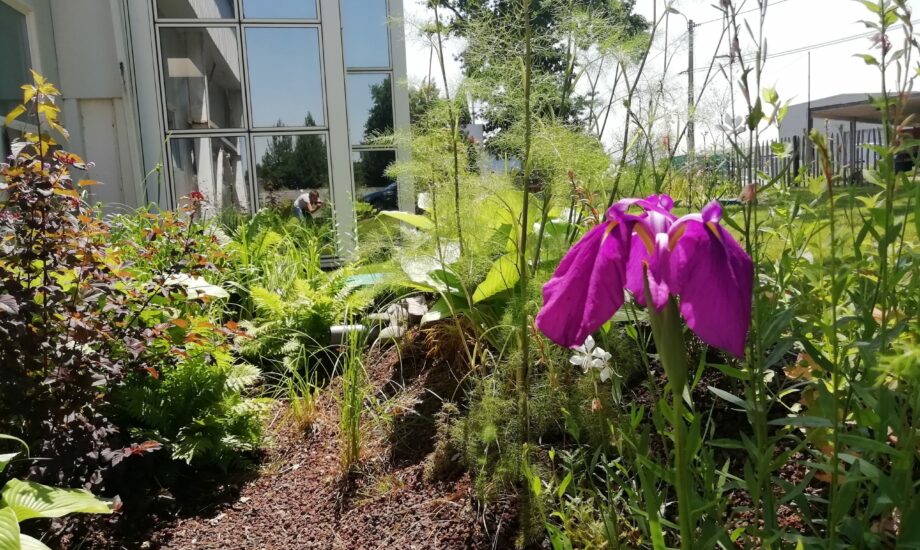 Jardin de Pluie Aquatiris