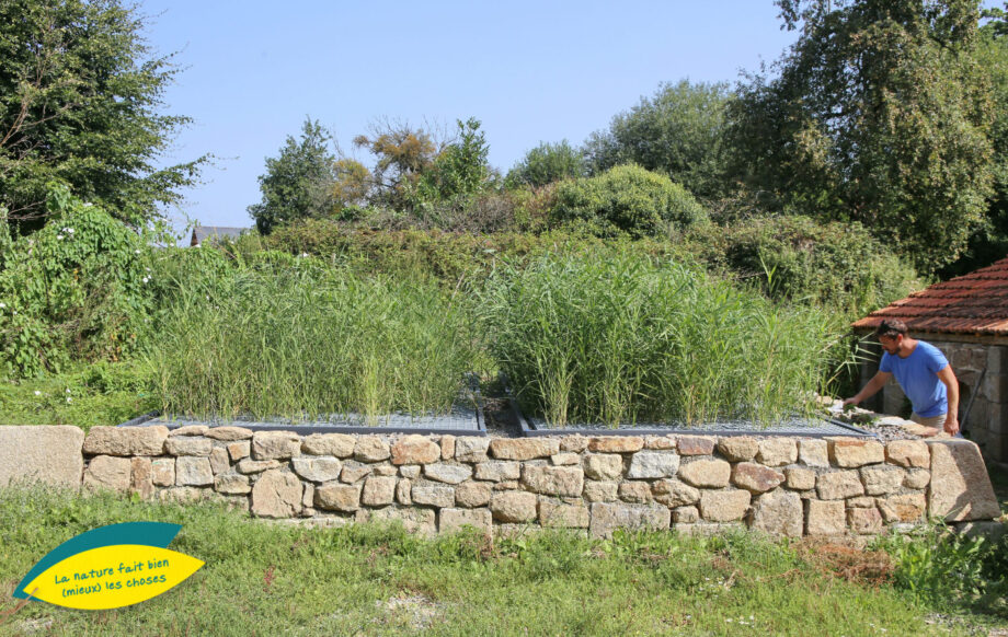 Jardin d'Assainissement Aquatiris - Gamme Roseaux