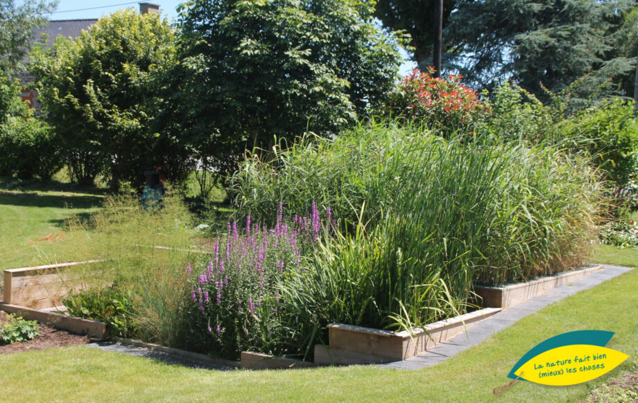 Jardin d'Assainissement Aquatiris - Gamme Iris