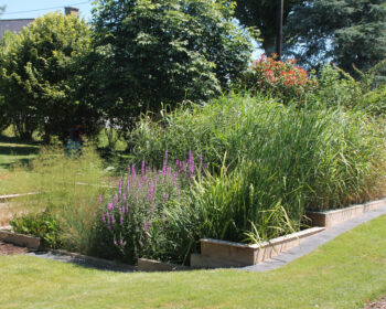 Jardin d'Assainissement Gamme Iris