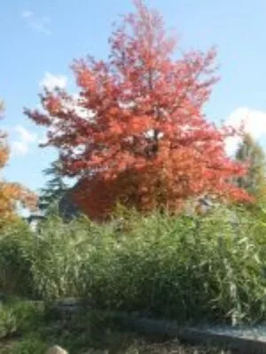 Sanitation Garden 17