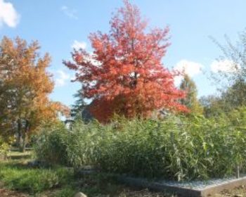 Sanitation Garden 17