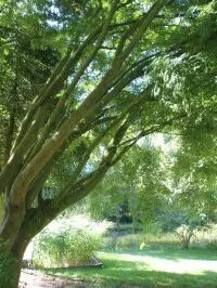 Sanitation Garden 16