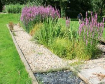 Sanitation Garden 11