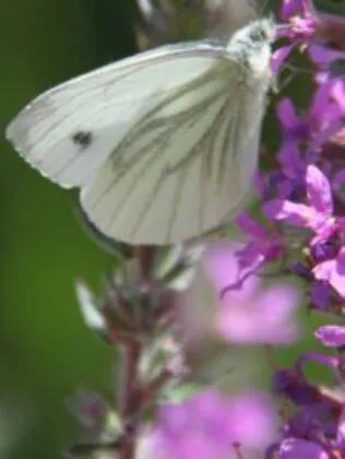 Biodiversity