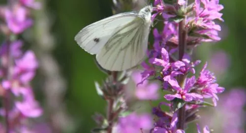 Biodiversity