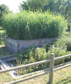 Sanitation Garden 1