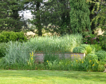 Jardin d'Assainissement Gamme Iris