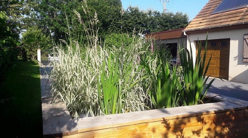 Jardin d'Assainissement Carex Aquatiris 2