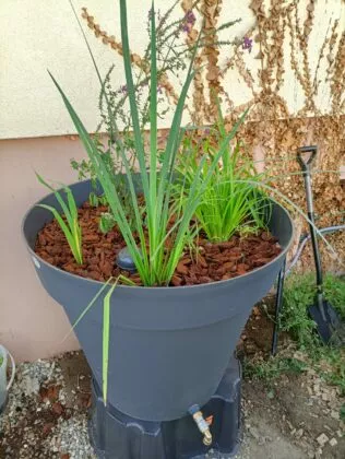 PhytoRéut Aquatiris