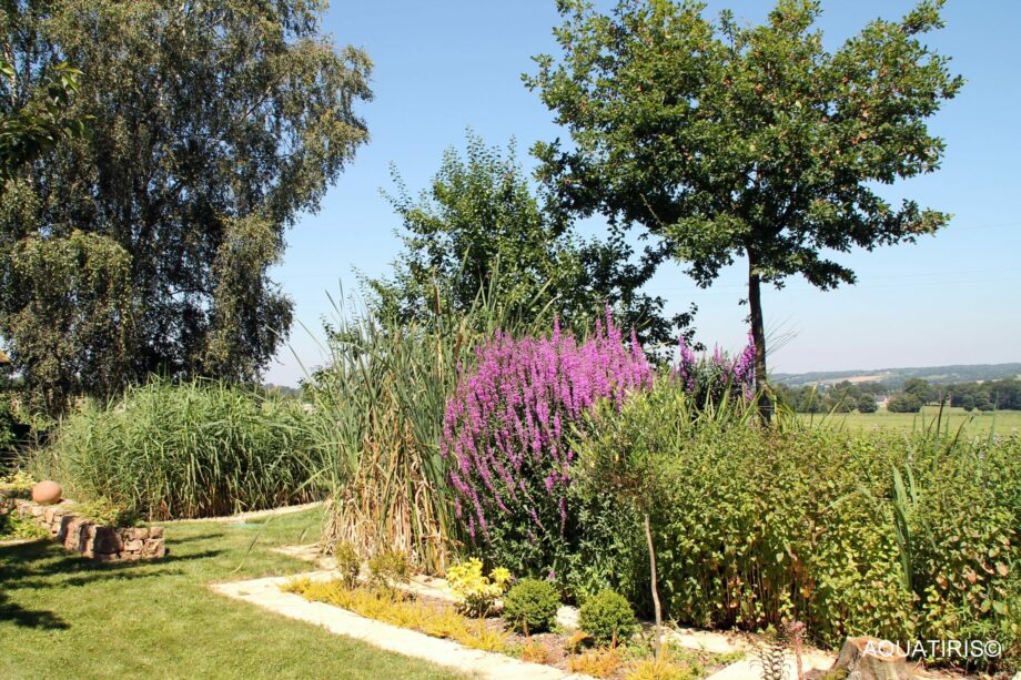 Jardin d'Assainissement Gamme Iris