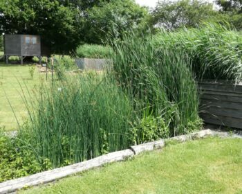 Jardin d'Assainissement