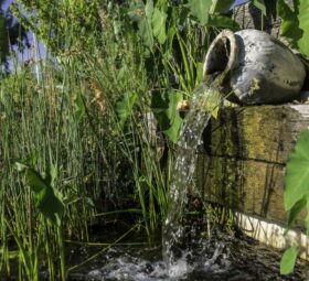 Bassin avec plantes aquatiques