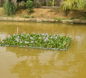 Plantes aquatiques