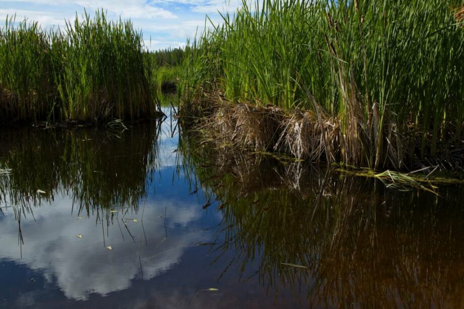 Roseaux dans un milieu aquatique