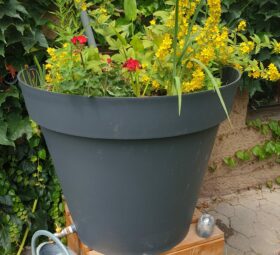 PhytoRéut : l'alternative à l'eau potable