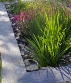 Jardin d'Assainissement Aquatiris