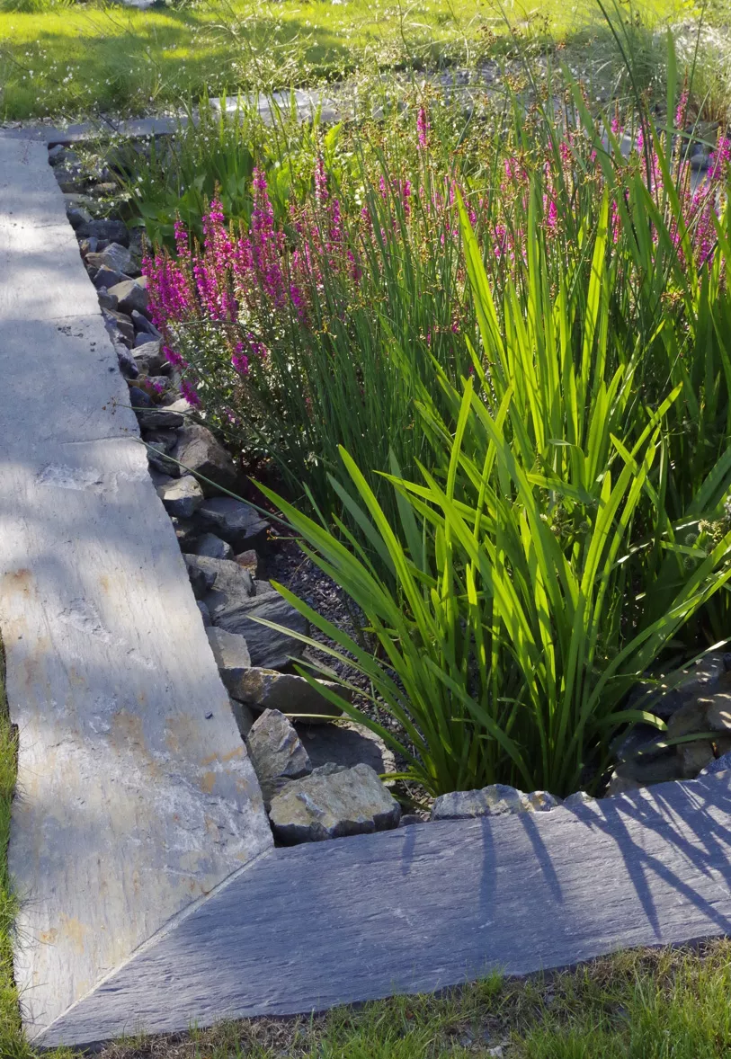 Jardin d'Assainissement Aquatiris