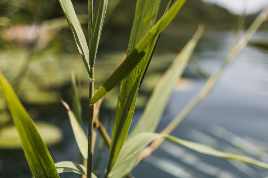 Phytoépuration
