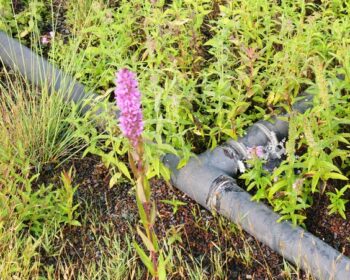 Focus on plants used in phytoremediation