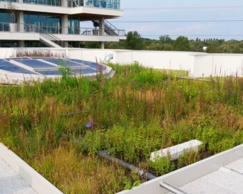 Phytodepuration on the roof