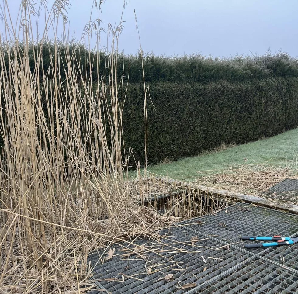 Faucardage roseaux