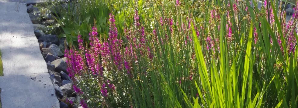 Assainissement individuel plantes