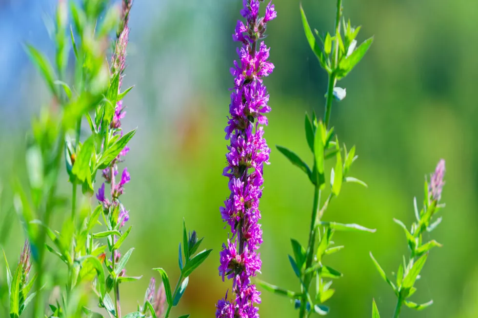 Salicaire Aquatiris